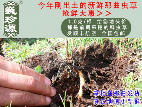 新鮮冬蟲夏草,頭期新鮮蟲草,巍珍源1克/根新鮮那曲冬蟲夏草頭草,剛采挖出土的那曲頭期新鮮蟲草