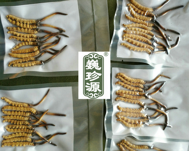 鮮蟲草,新鮮冬蟲夏草,新鮮蟲草和干蟲草哪個(gè)營(yíng)養(yǎng)價(jià)值高,冬蟲夏草新鮮的和干的哪個(gè)營(yíng)養(yǎng)價(jià)值高,新鮮蟲草和干蟲草營(yíng)養(yǎng)價(jià)值哪個(gè)更高