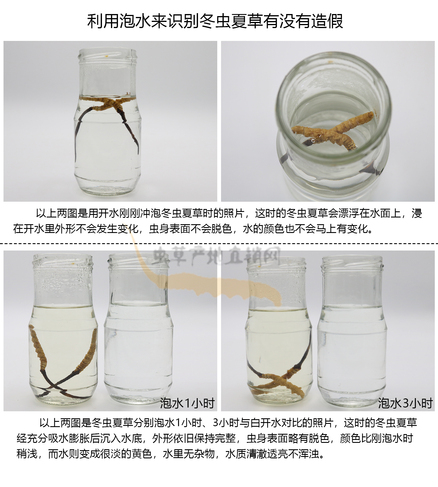 冬蟲夏草泡水圖,沒有作假的冬蟲夏草泡出來的水是什么樣子,如何通過泡水來識別冬蟲夏草有沒有作假